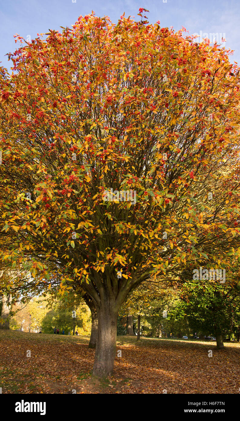 Colorful leafy carpet covers the ground around Autumn tree Stock Photo
