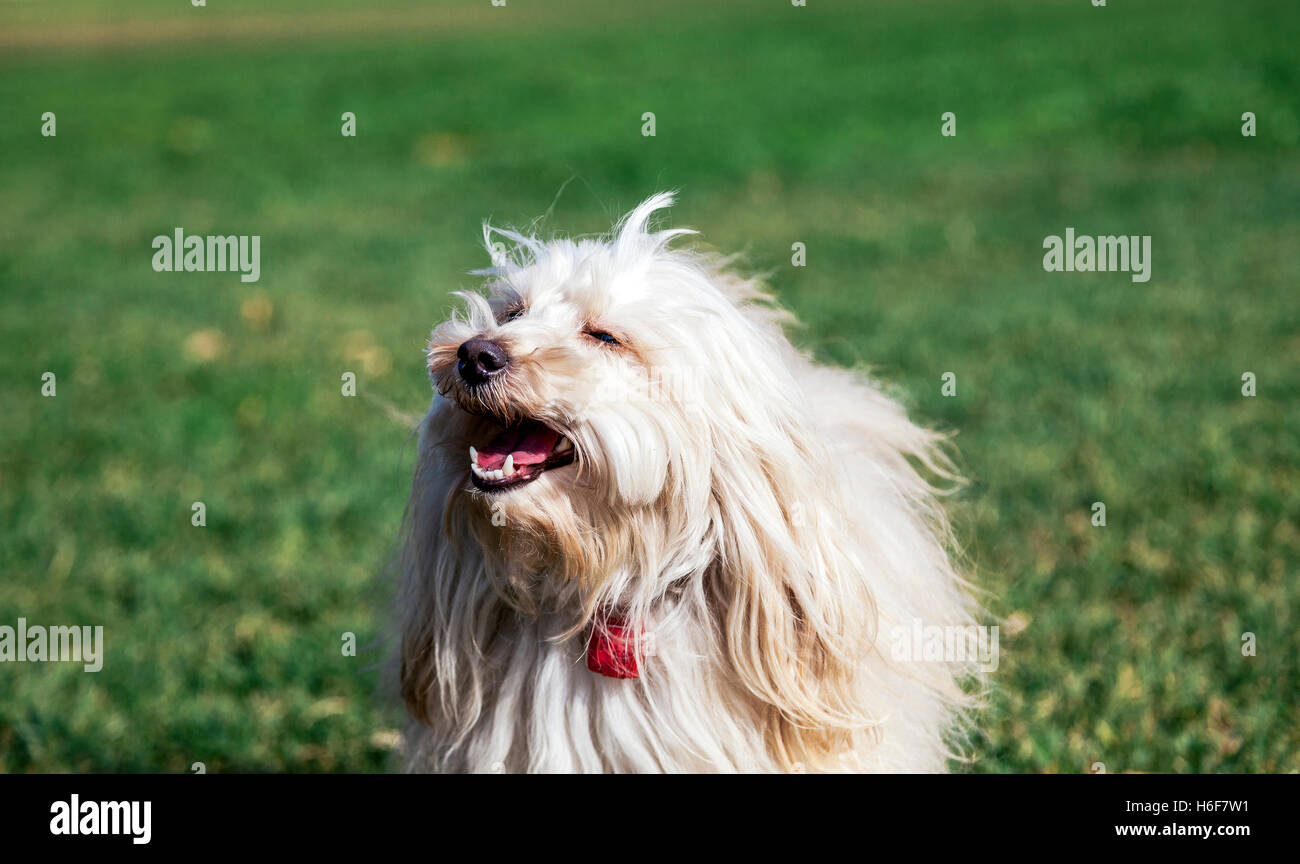 Portrait of a Toy Poodle dog sitting in an urban park Stock Photo - Alamy