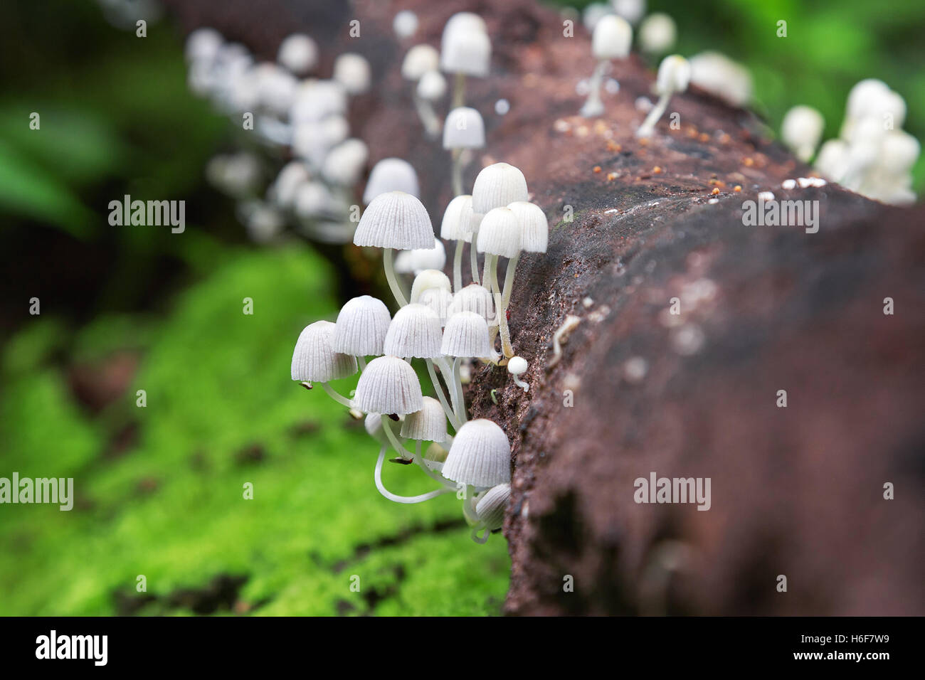 White mushrooms in the forest Stock Photo