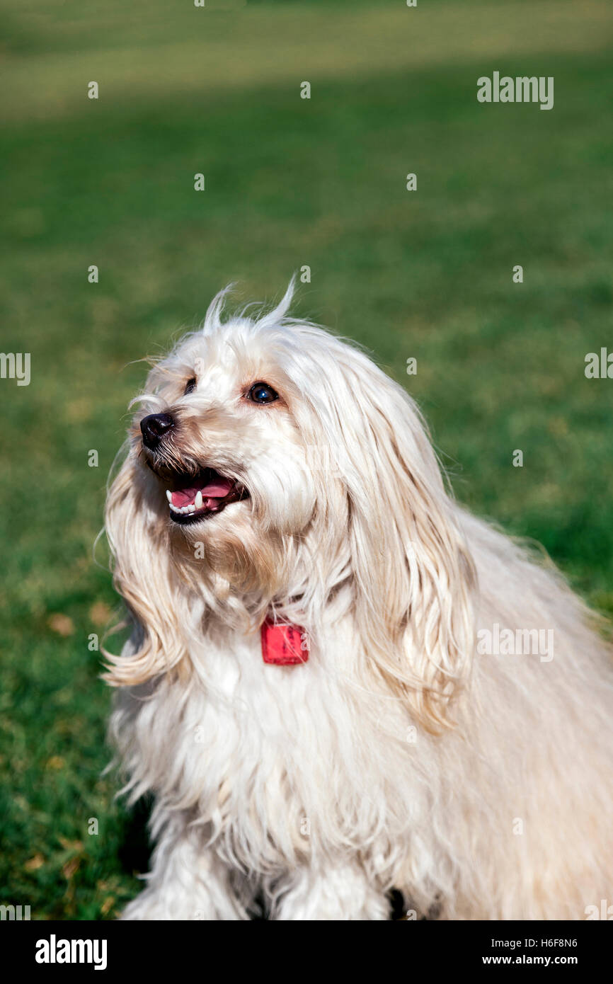 Portrait of a Toy Poodle dog sitting in an urban park Stock Photo - Alamy