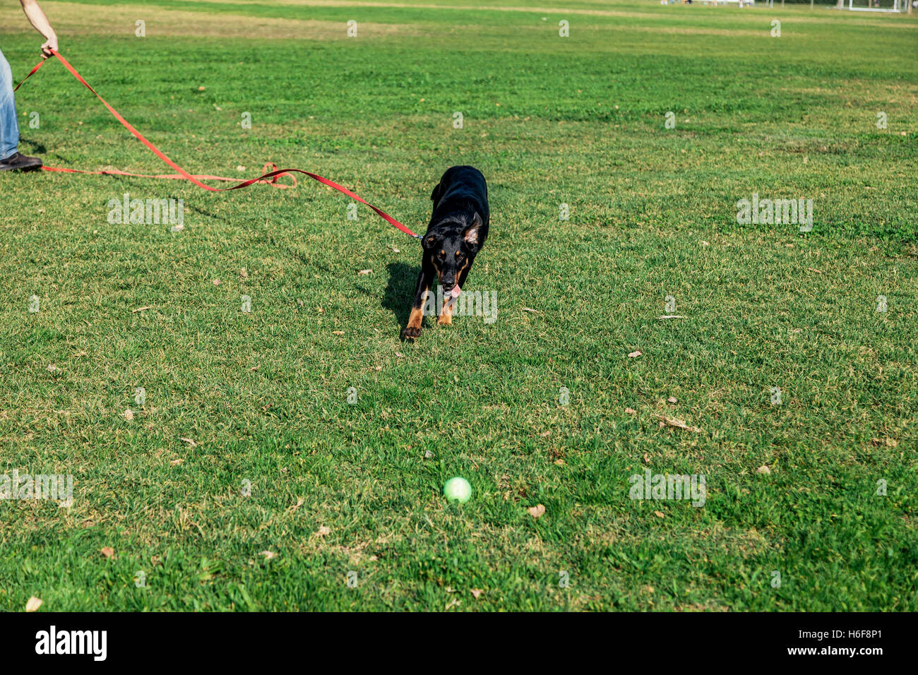 Beauceron with Australian Shepherd dog running after a tennis ball in the park on a sunny day. Stock Photo