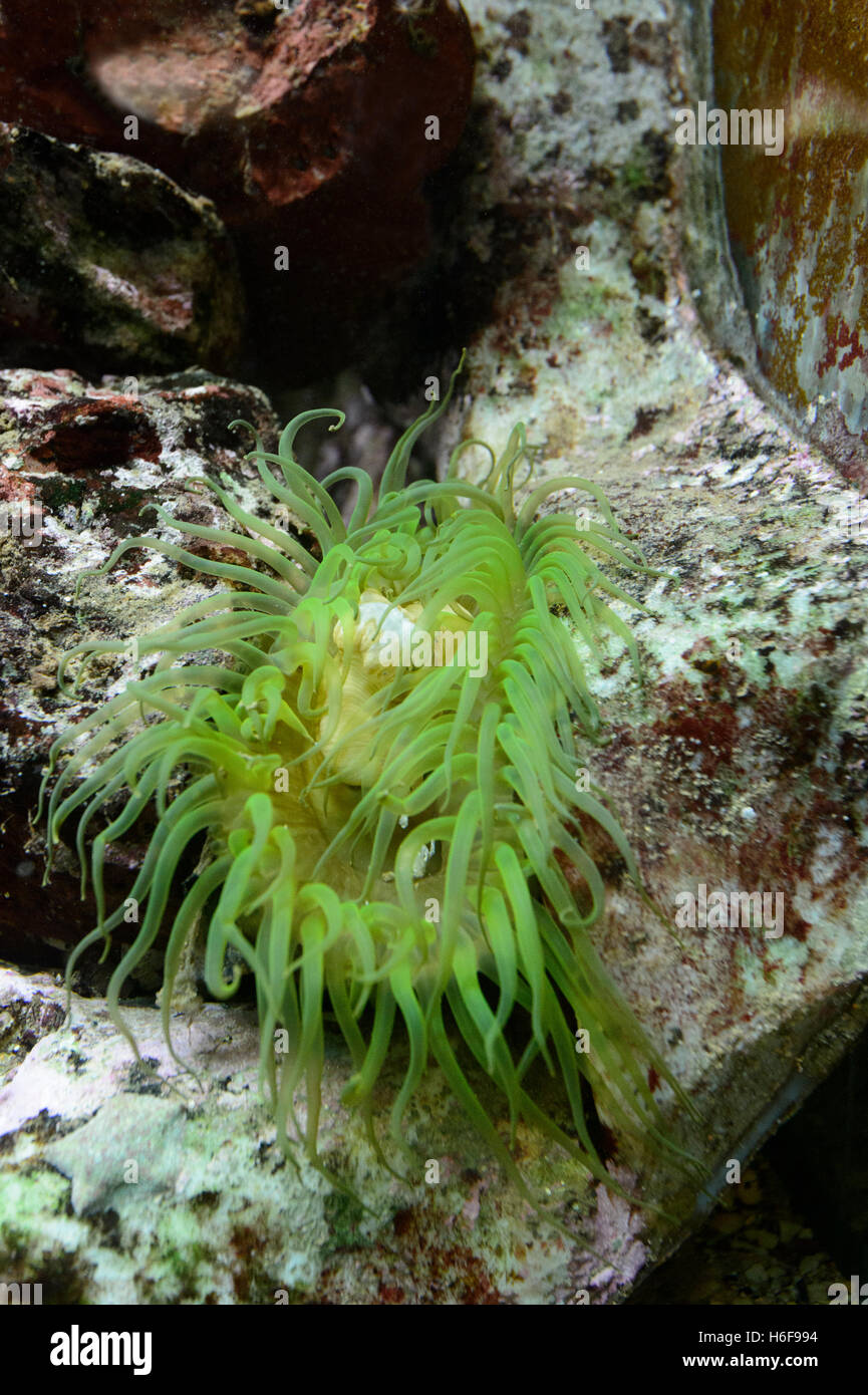 Green Anemone (Aulactinia veratra) , Merimbula Aquarium, Sapphire Coast, New South Wales, NSW, Australia Stock Photo