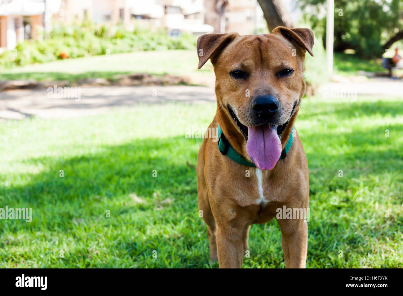 Portrait of a mixed race dog smiling in the park on a sunny day Stock Photo Alamy