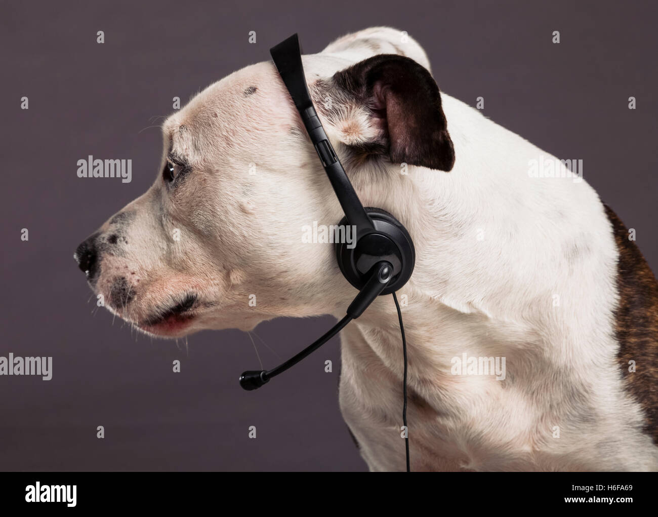 Studio shot of a Pit Bull dog talking on his headset, working as customer service representative. Stock Photo