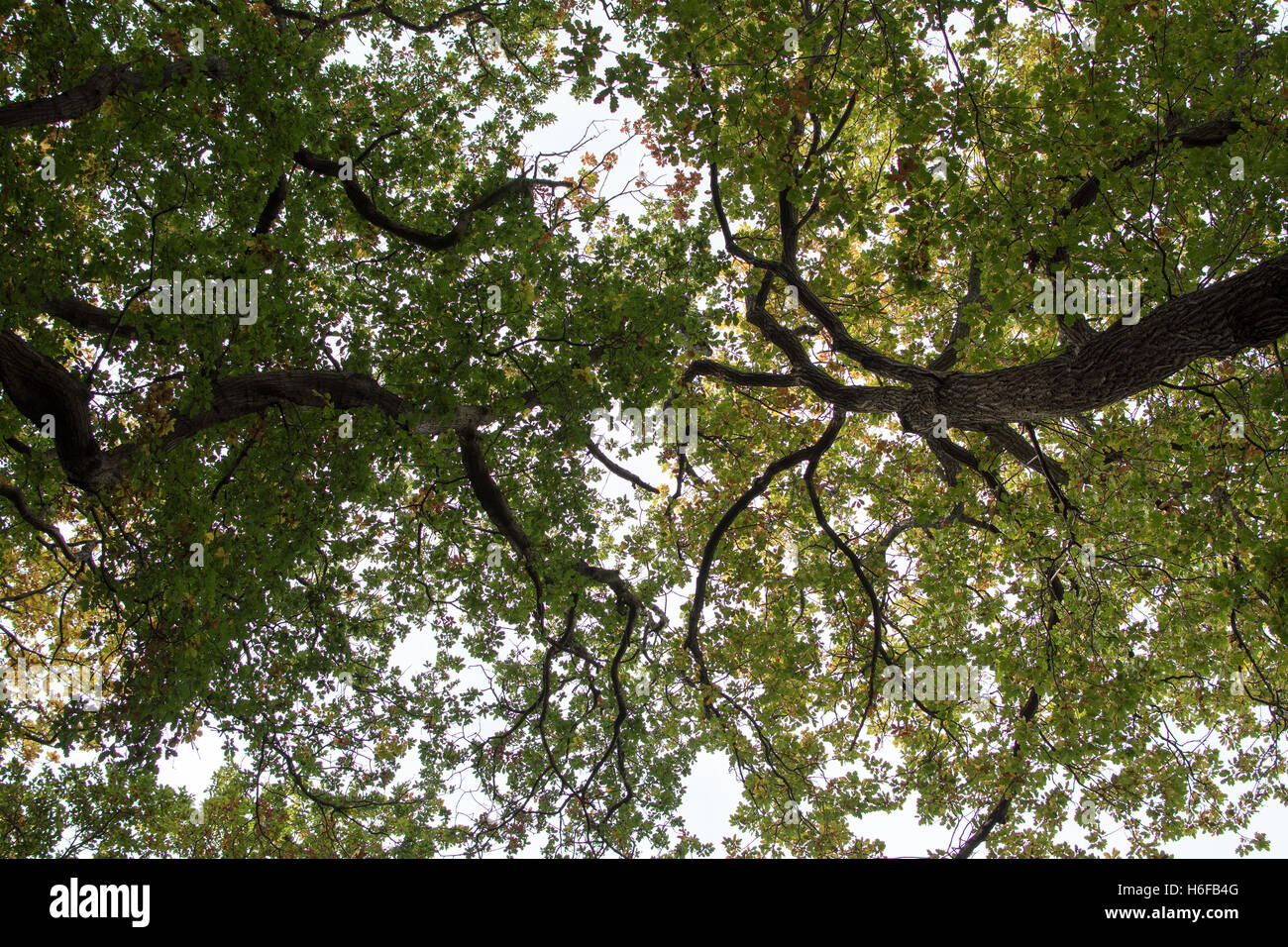 Oak tree canopy Autumn Stock Photo Alamy