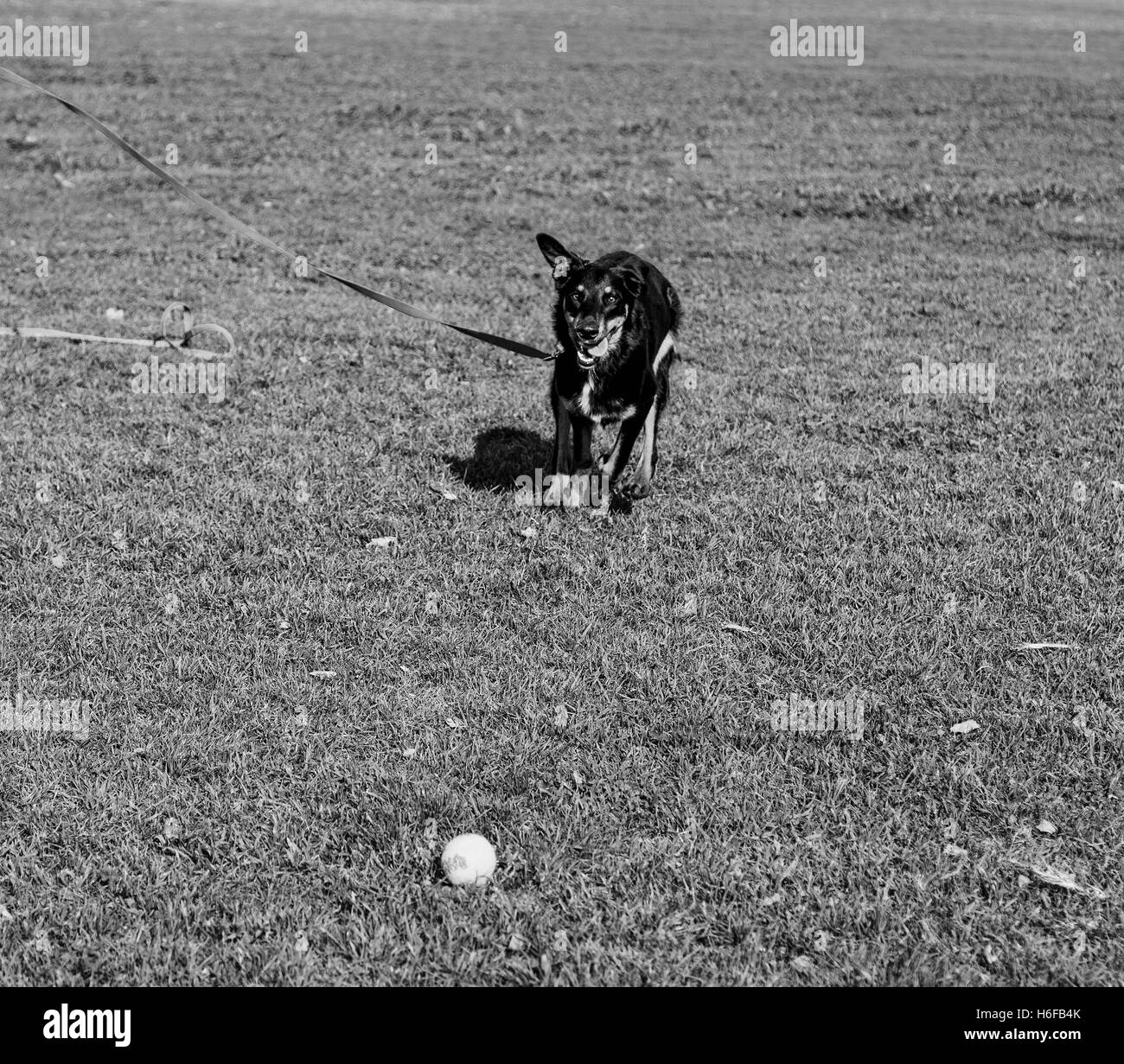 Beauceron with Australian Shepherd dog running after a tennis ball in the park on a sunny day. Stock Photo