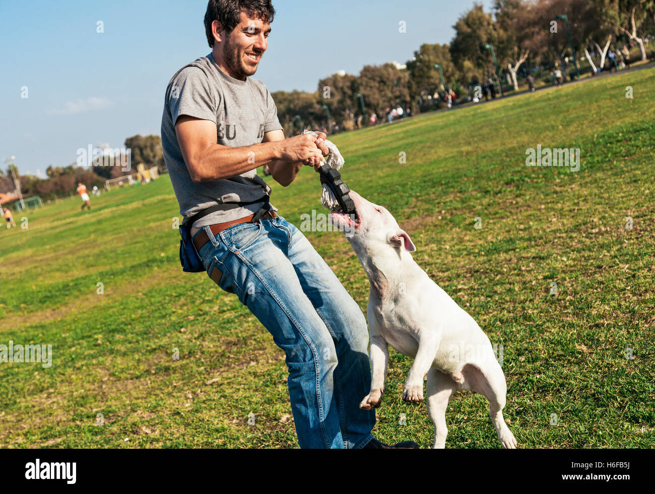 Bull Terrier dog playing tug of war with his human on a sunny day at ...