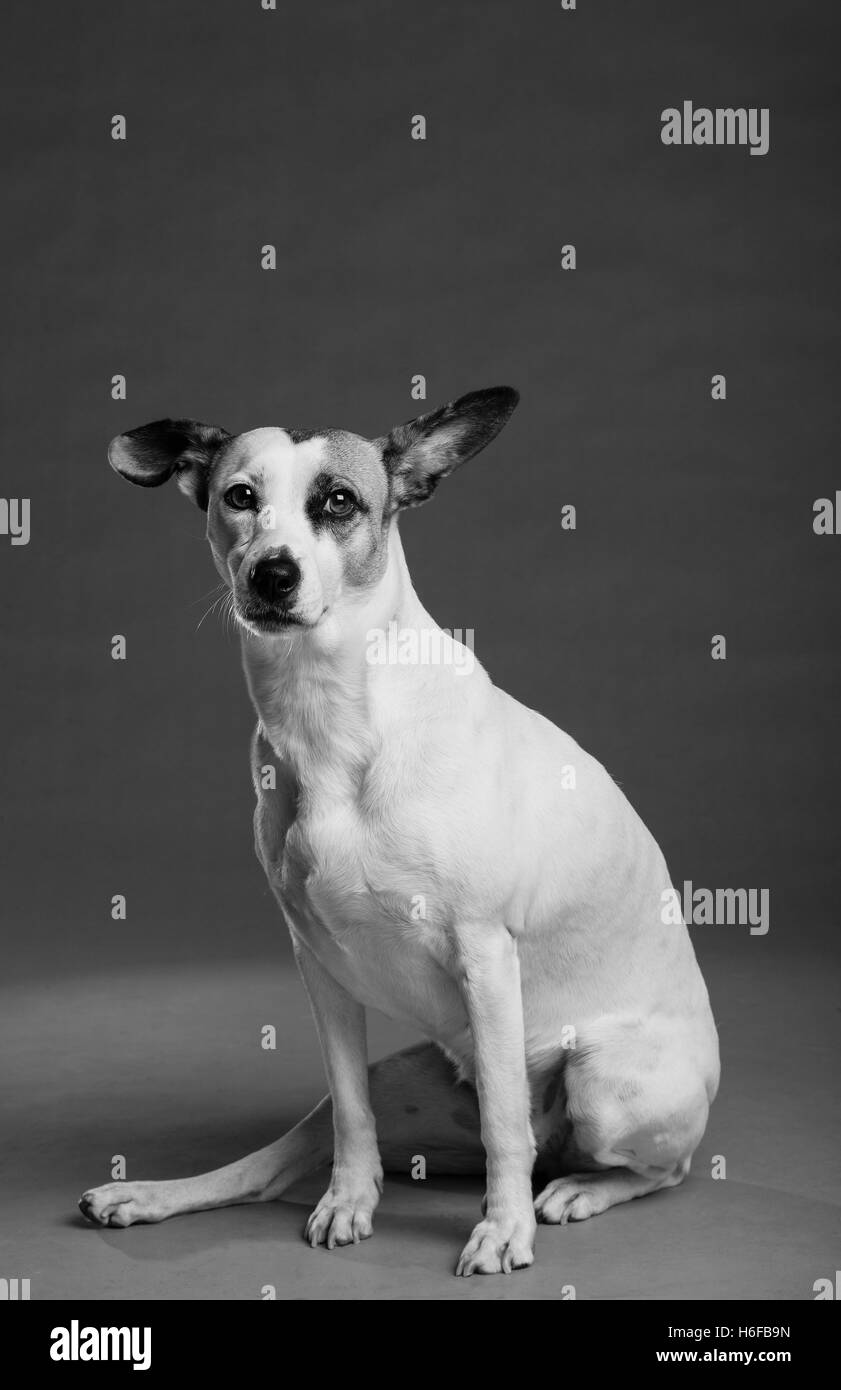 Studio portrait of a mixed breed dog looking at camera. Stock Photo