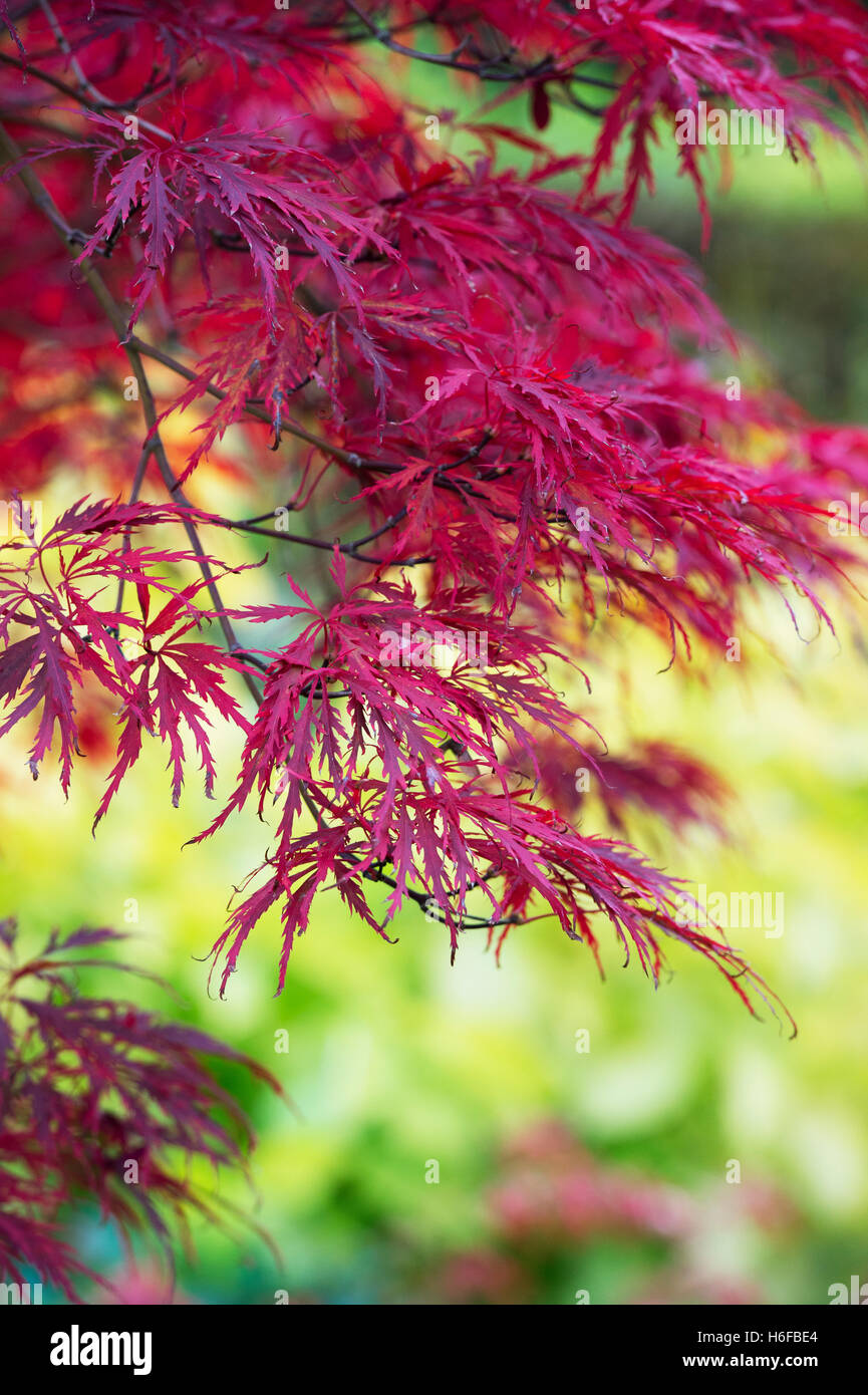 Acer Palmatum Dissectum 'Inaba shidare' in autumn. Japanese maple in the fall Stock Photo