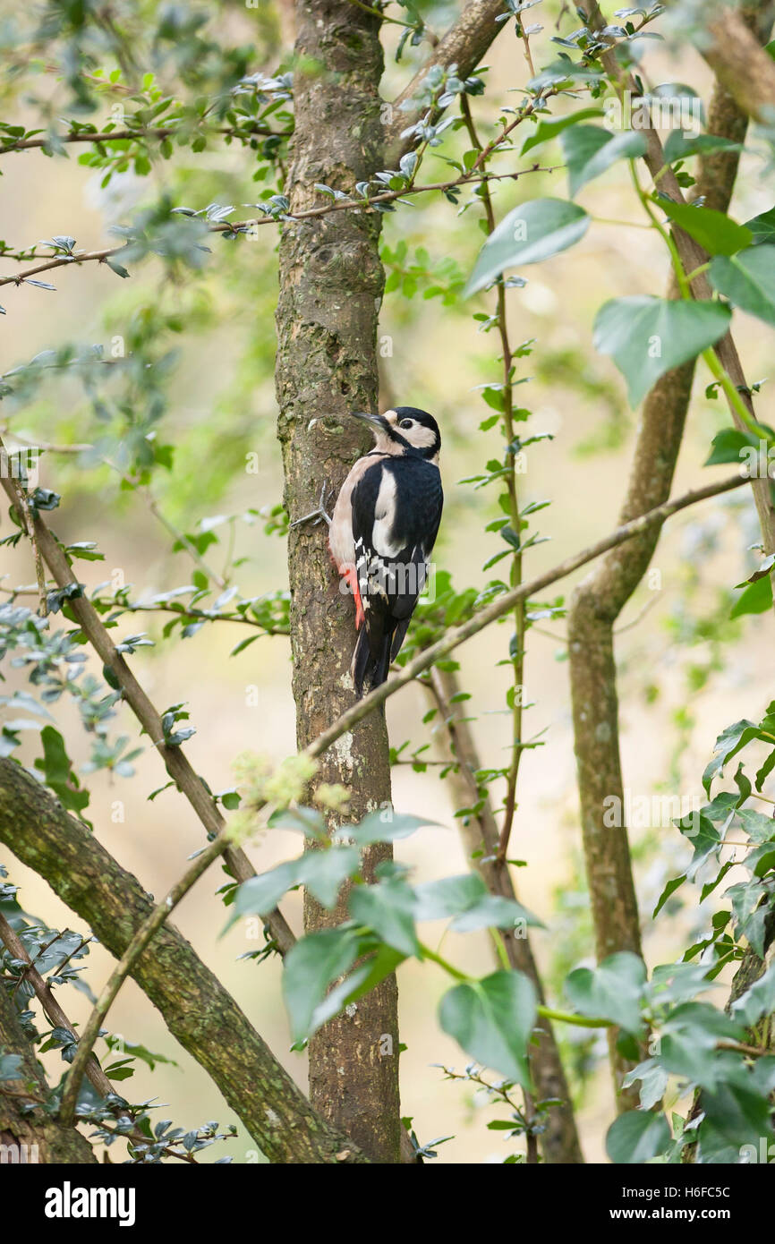great spotted woodpecker perched on branch Stock Photo