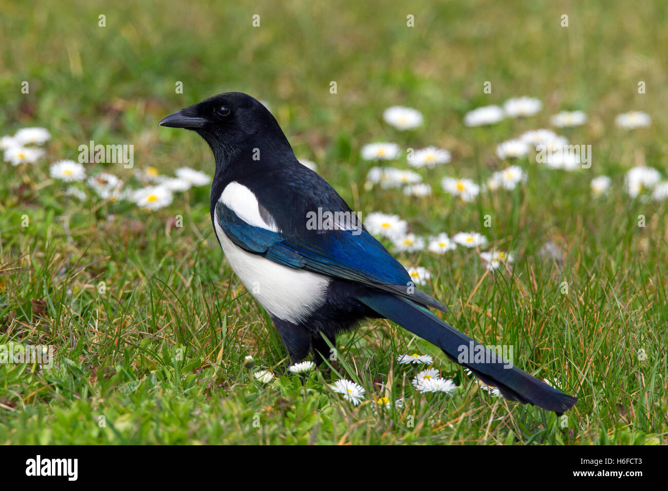 Eurasian magpie / common magpie (Pica pica) foraging in meadow Stock Photo