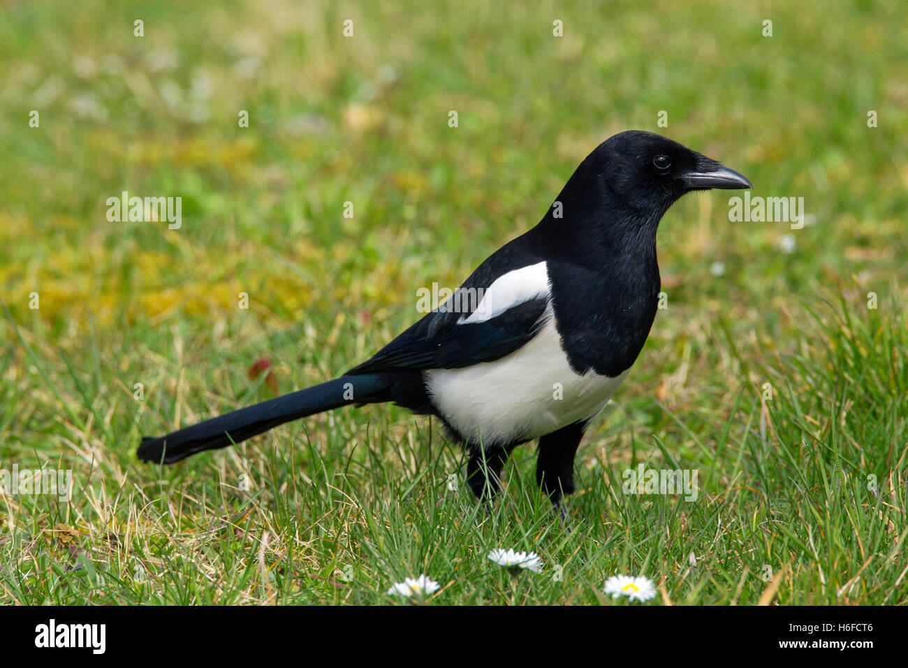 Eurasian magpie / common magpie (Pica pica) foraging in meadow Stock Photo