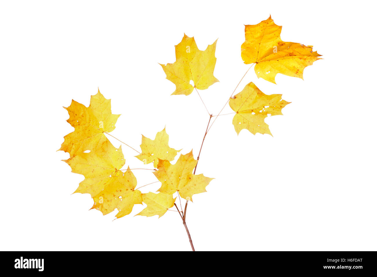 Yellow fall leaves of a sugar maple (Acer saccharum) isolated against a while background Stock Photo