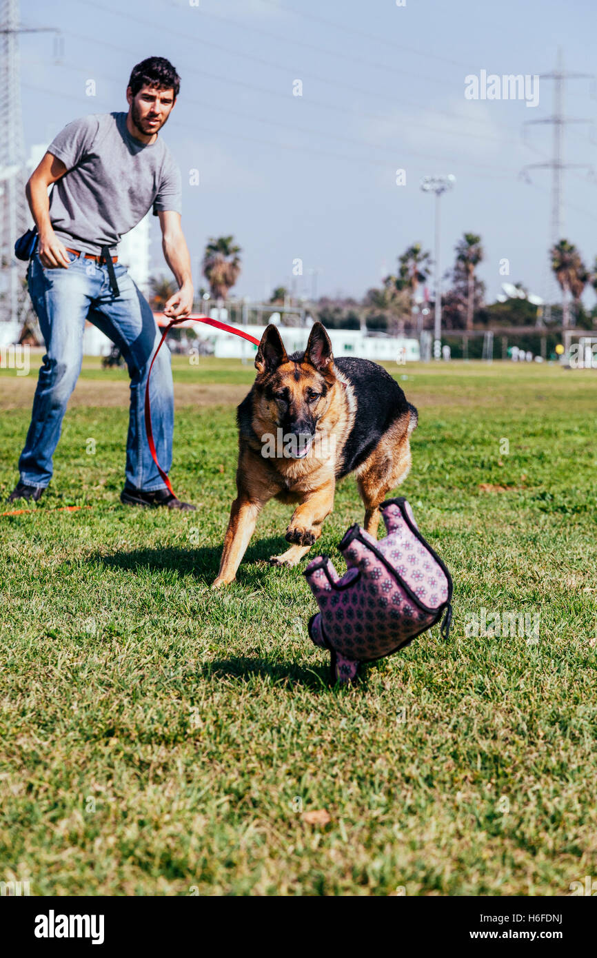 A female German Shepherd dog playing fetch with her owner/trainer on a