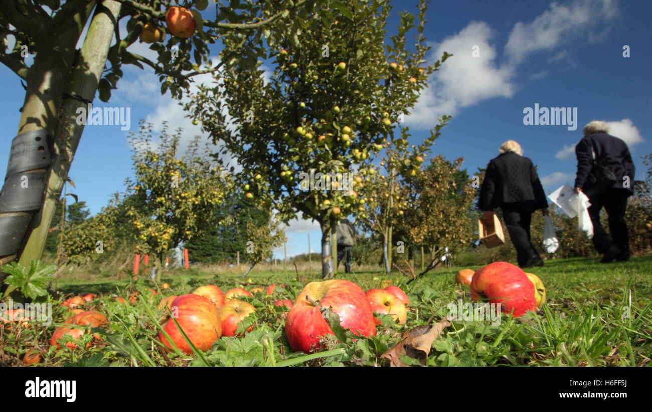 Windfall apples in Hempsall Heritage Orchard, Nottinghamshire, England