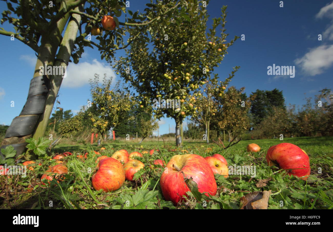 Heritage variety windfall apples in an English heritage orchard in a