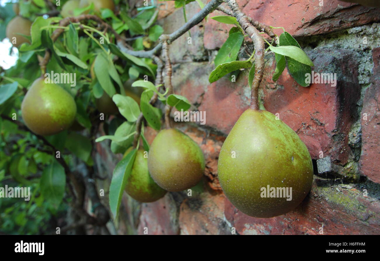 Espalier trained heritage variety pear tree growing against a wall in an English country garden
