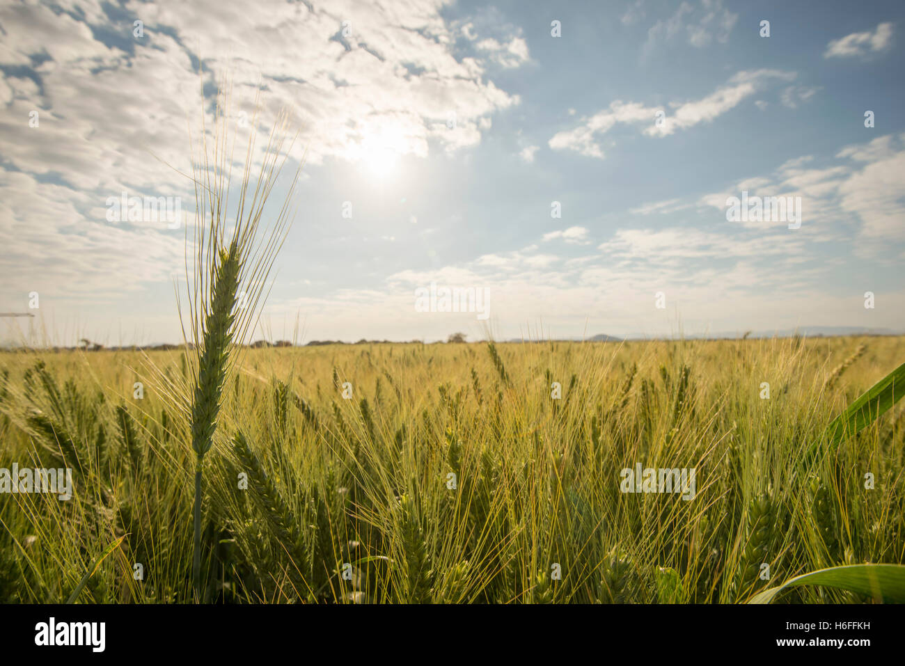 Bushel of wheat hires stock photography and images Alamy