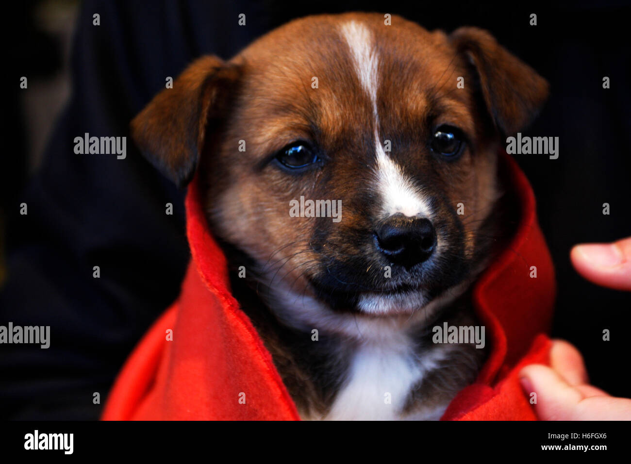 Small puppy dog dressed red Stock Photo Alamy