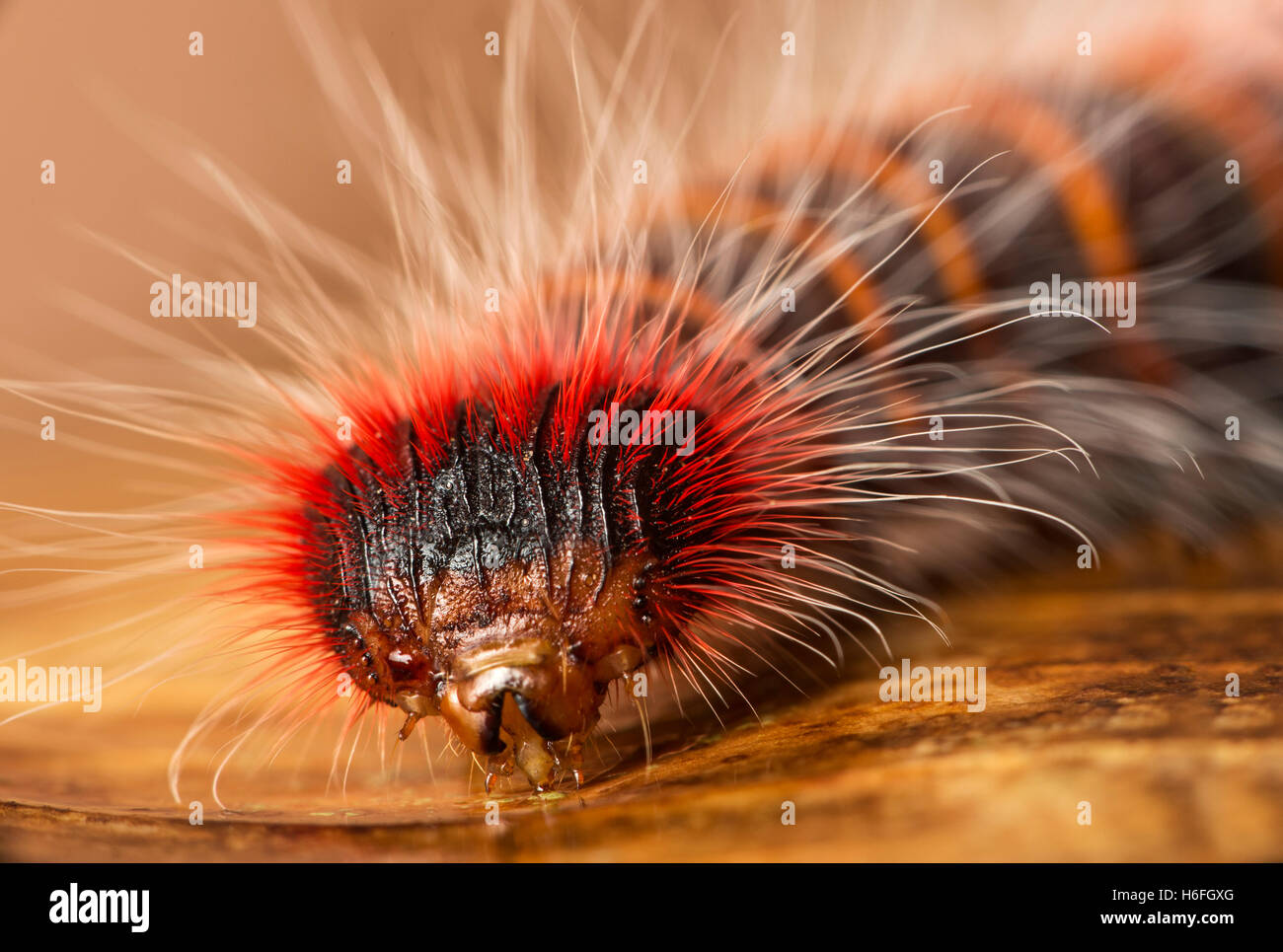 Amazon Rainforest Caterpillar High Resolution Stock Photography and Images  - Alamy