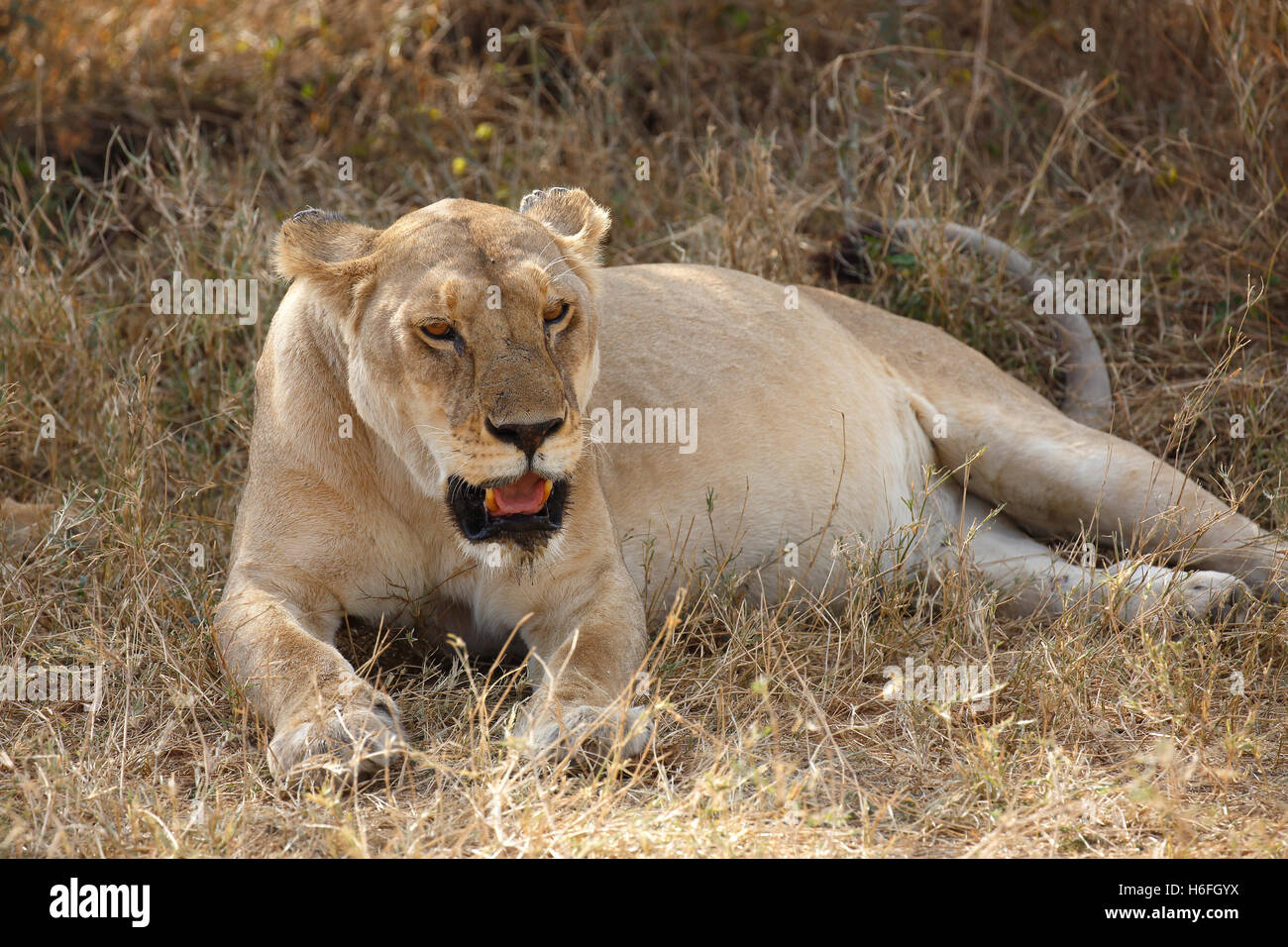 Lioness, African lion (Panthera leo), female resting in shade in midday heat, Serengeti National Park, Tanzania Stock Photo