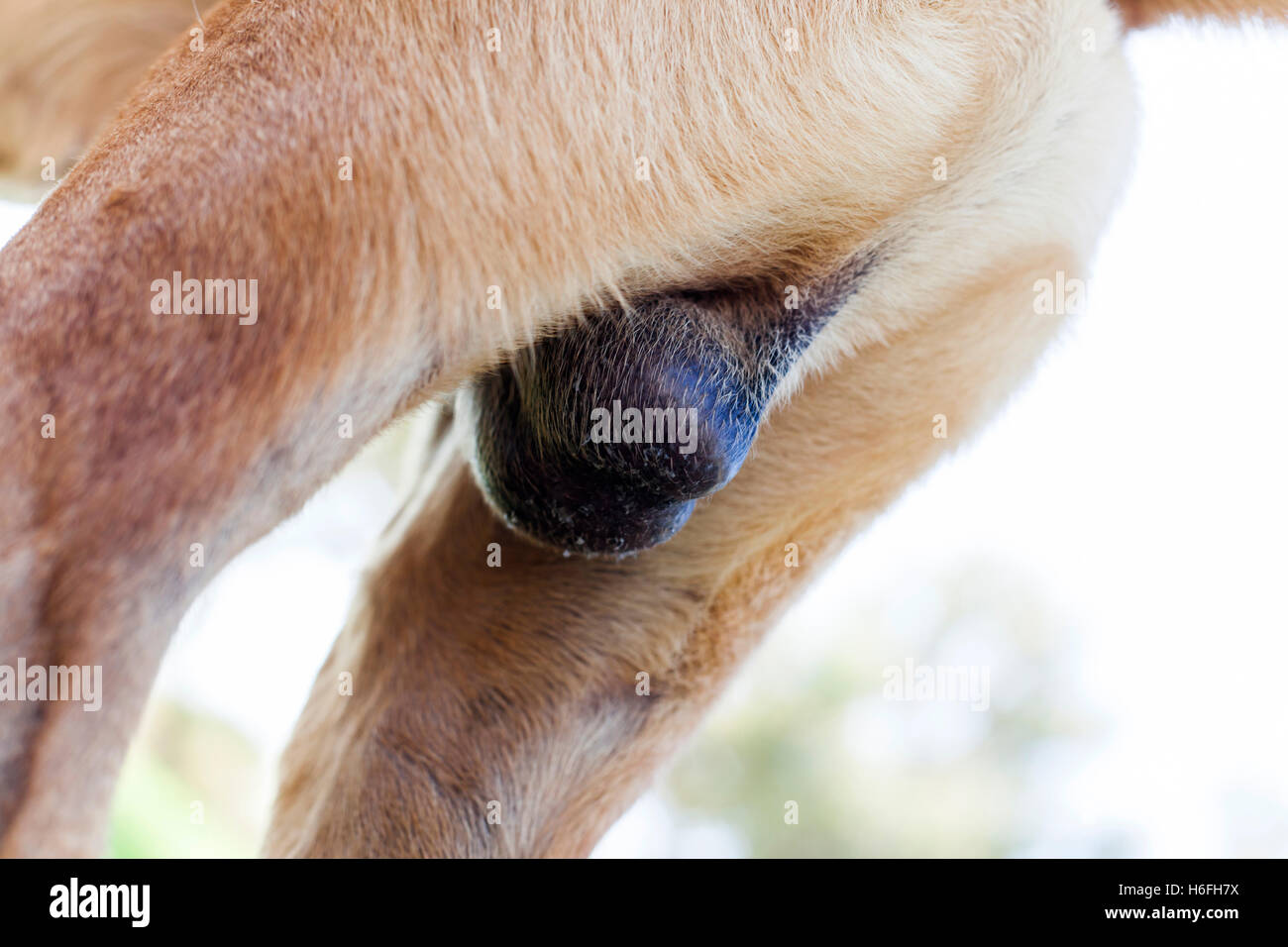 Tilted view on a dog's testicles Stock Photo - Alamy