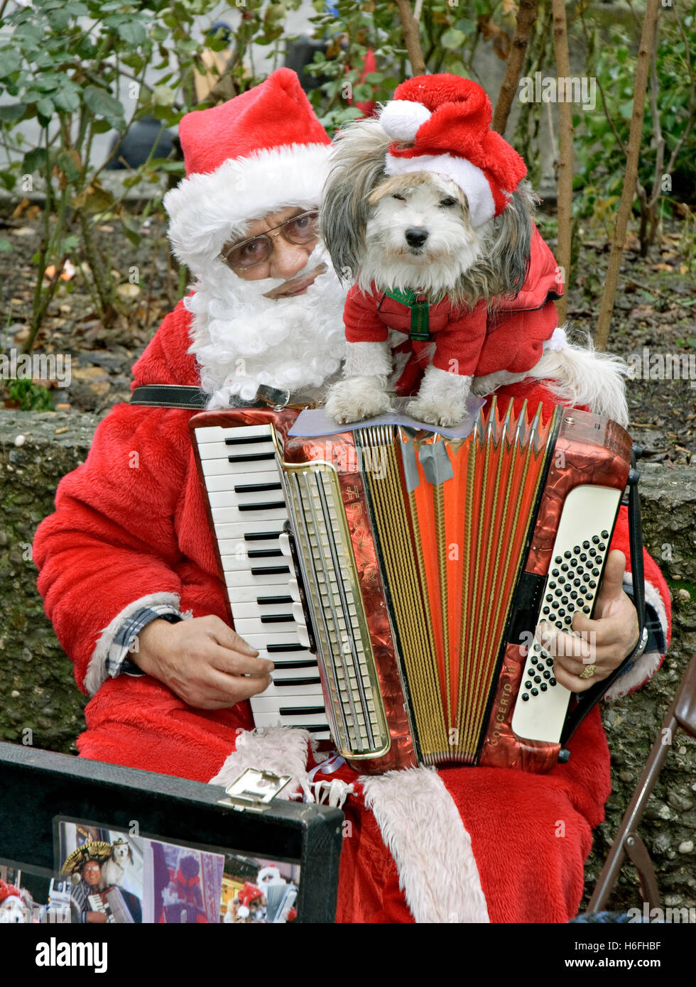 Man and dog dressed as Father Christmas and playing accordion, Nuremburg, Bavaria Stock Photo