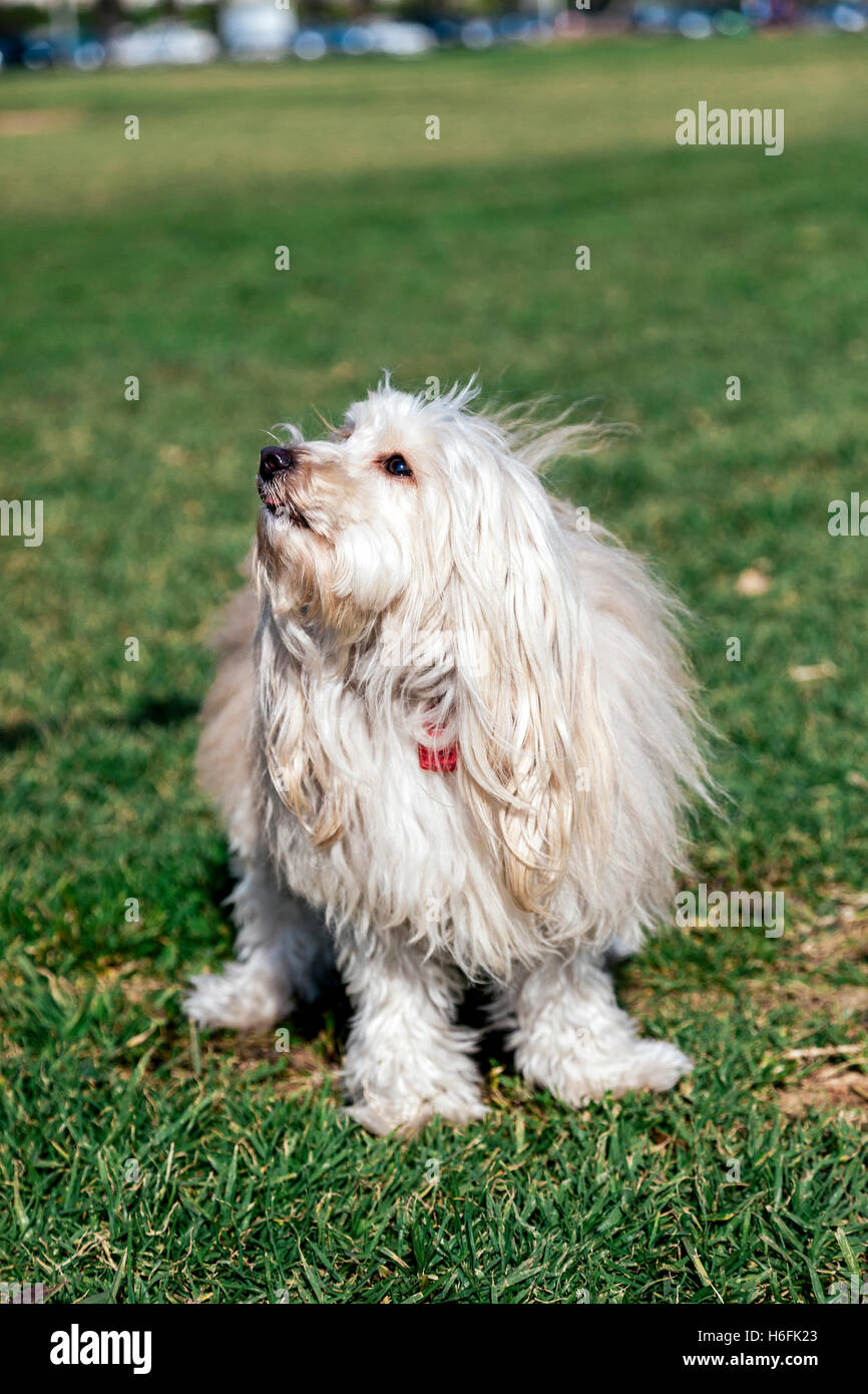 Portrait of a Toy Poodle dog sitting in an urban park Stock Photo - Alamy