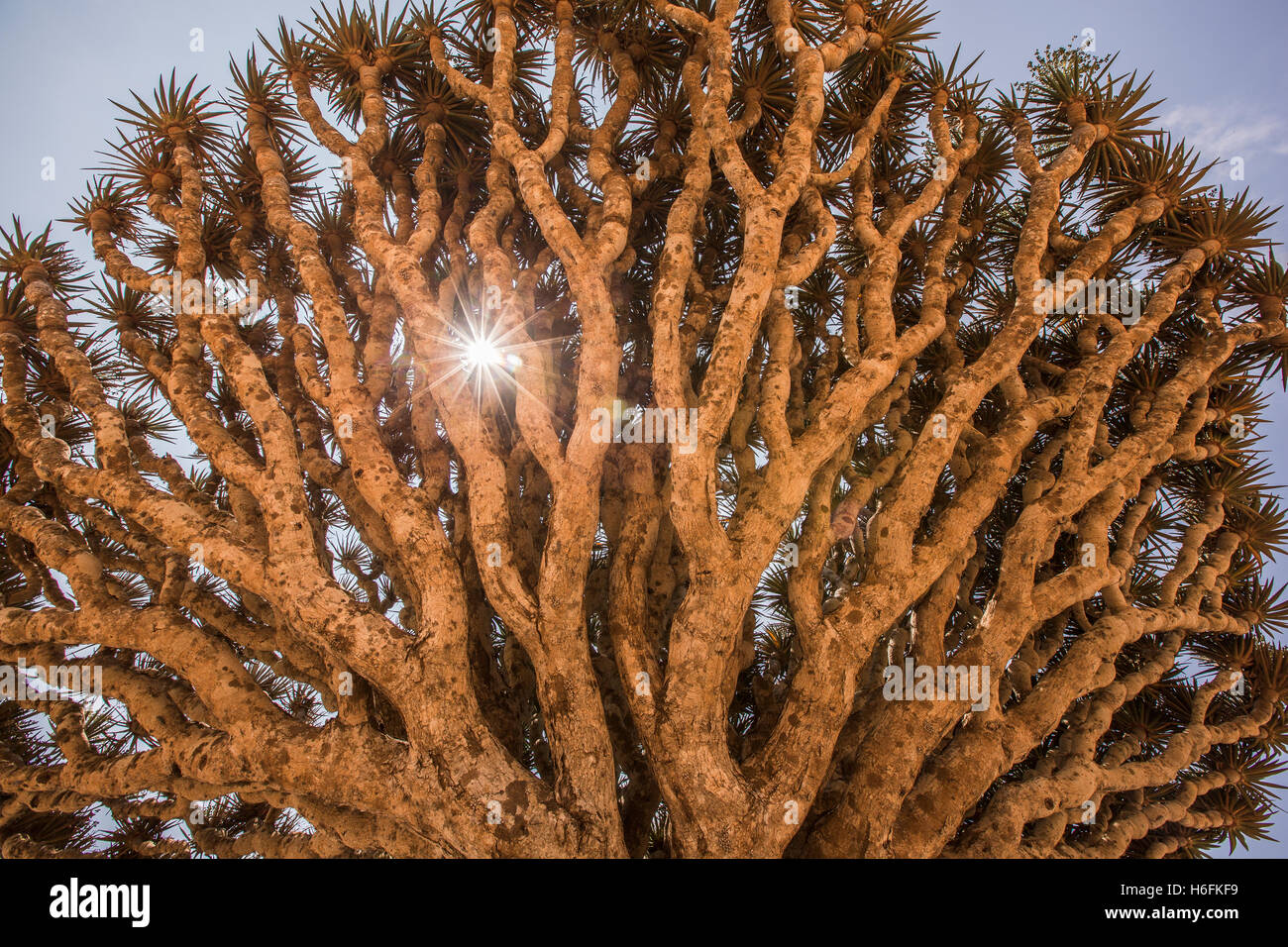 Dracaena cinnabari hi-res stock photography and images - Alamy