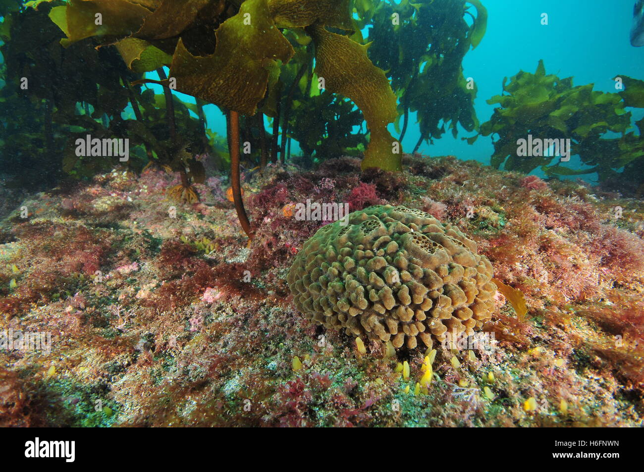 Brown sponge on flat rocky bottom under kelp Stock Photo