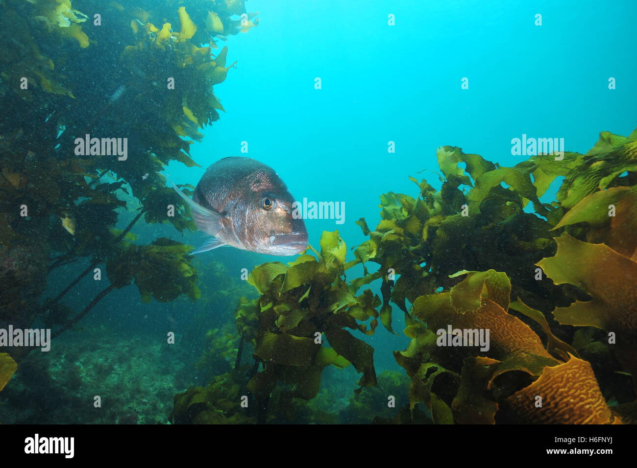 Australasian snapper among rocks covered with brown kelp Stock Photo