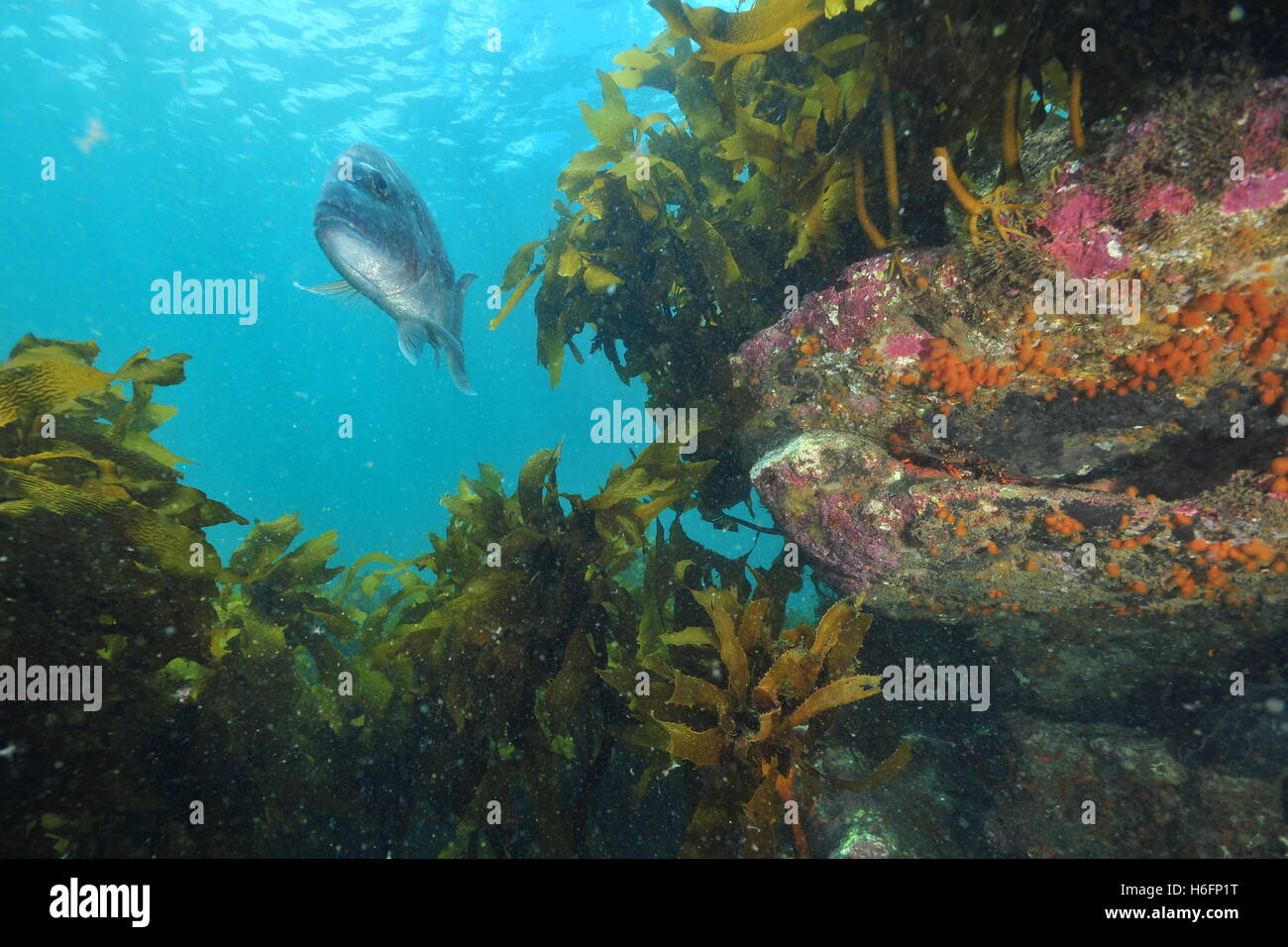 Australasian snapper above kelp covered rocky reef Stock Photo