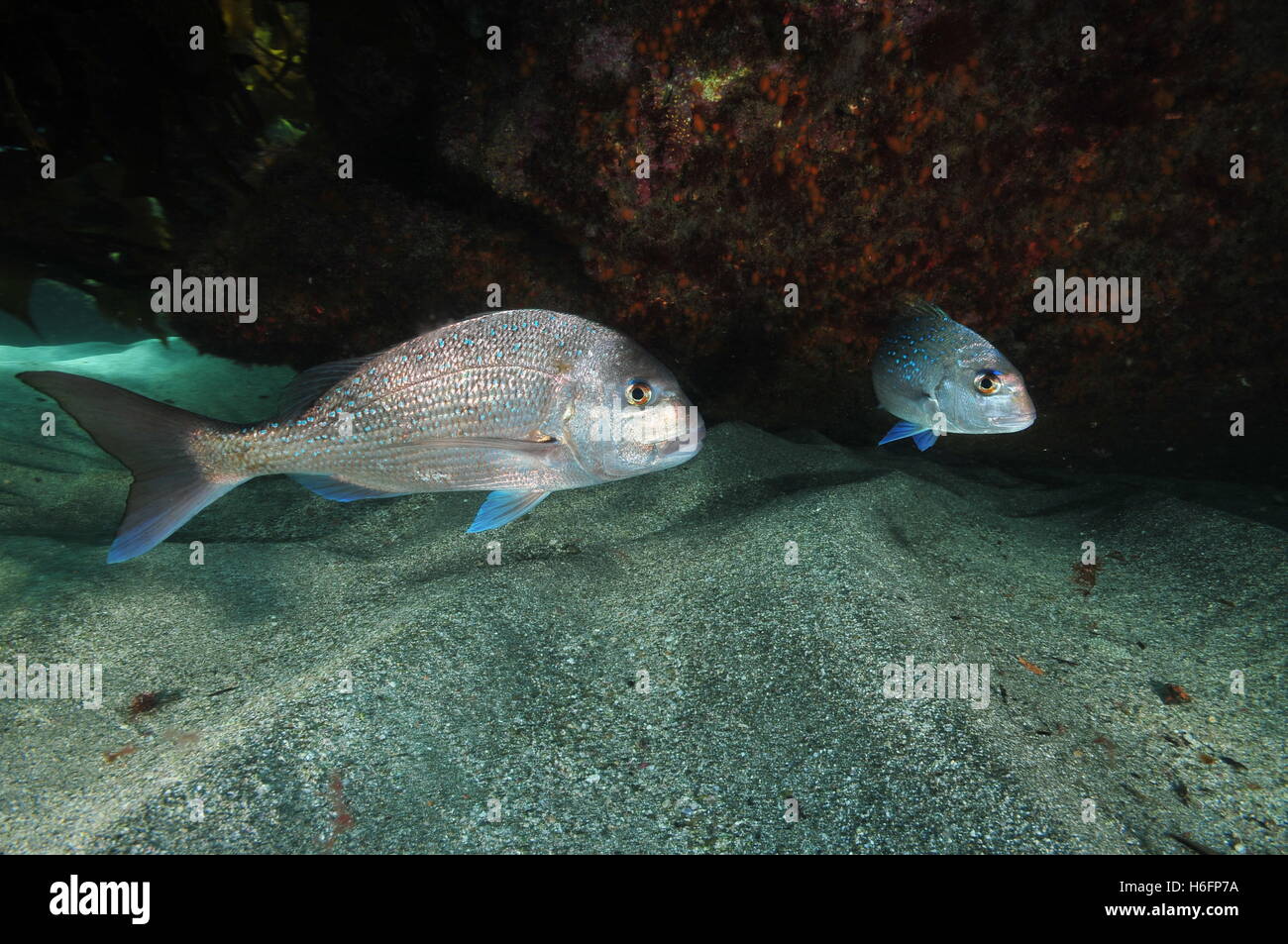 Two australasian snappers next to rocky overhang Stock Photo
