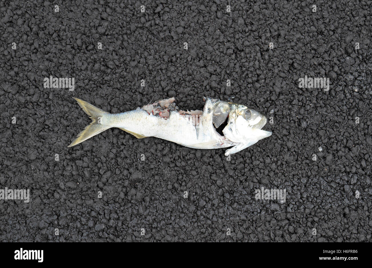A partially eaten fish (dropped by a bird perhaps? seagull?) on a path on Governors Island, New York, United States. Stock Photo