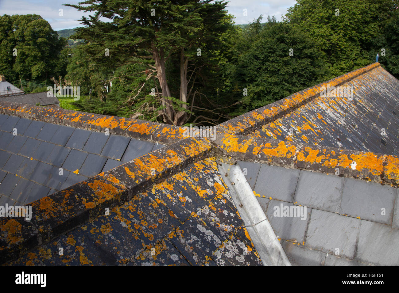Lichen on the ridge tiles and slates of a roof, Ascomycetes Folios Stock Photo