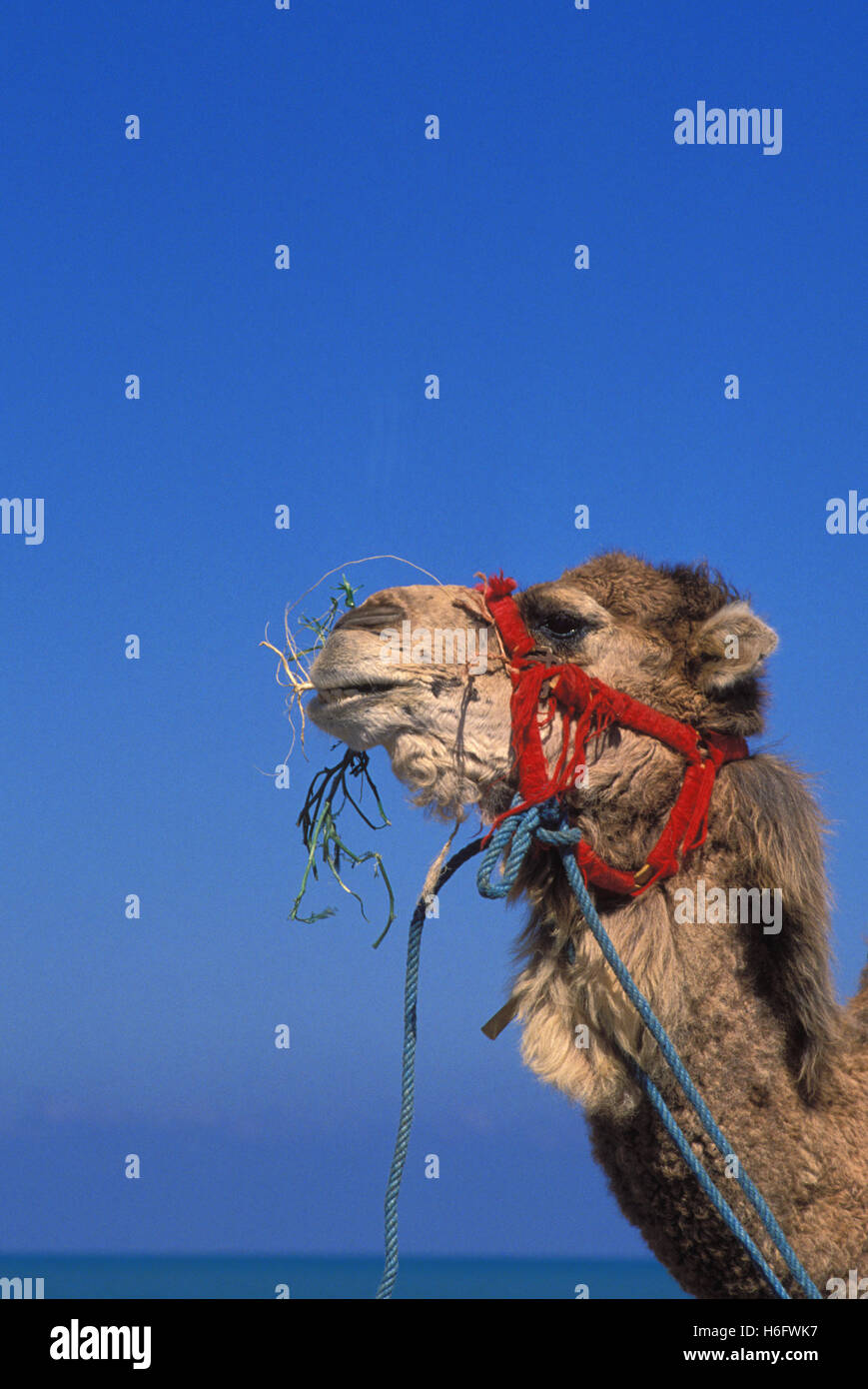 Tunisia, Jarbah Island, camel at the beach Sidi Mahrez. Stock Photo