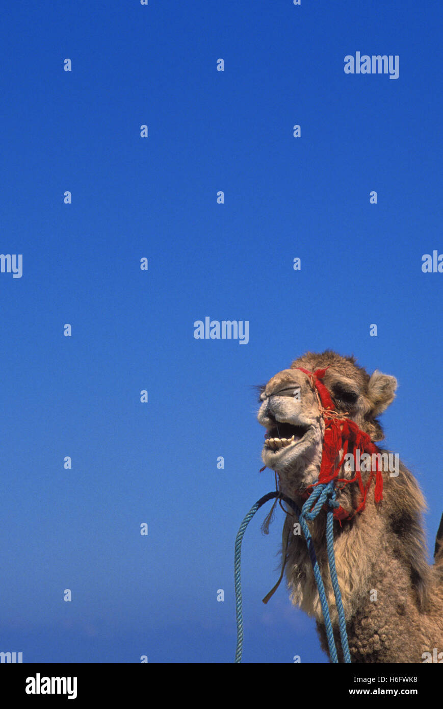 Tunisia, Jarbah Island, camel at the beach Sidi Mahrez. Stock Photo