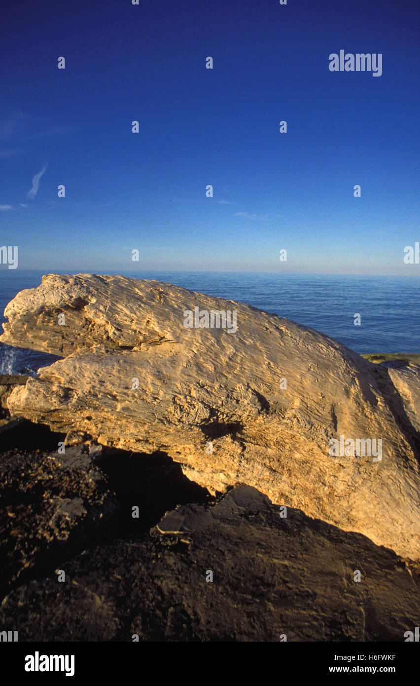 Tunisia, Jarbah Island, driftwood at the north-easter coast. Stock Photo