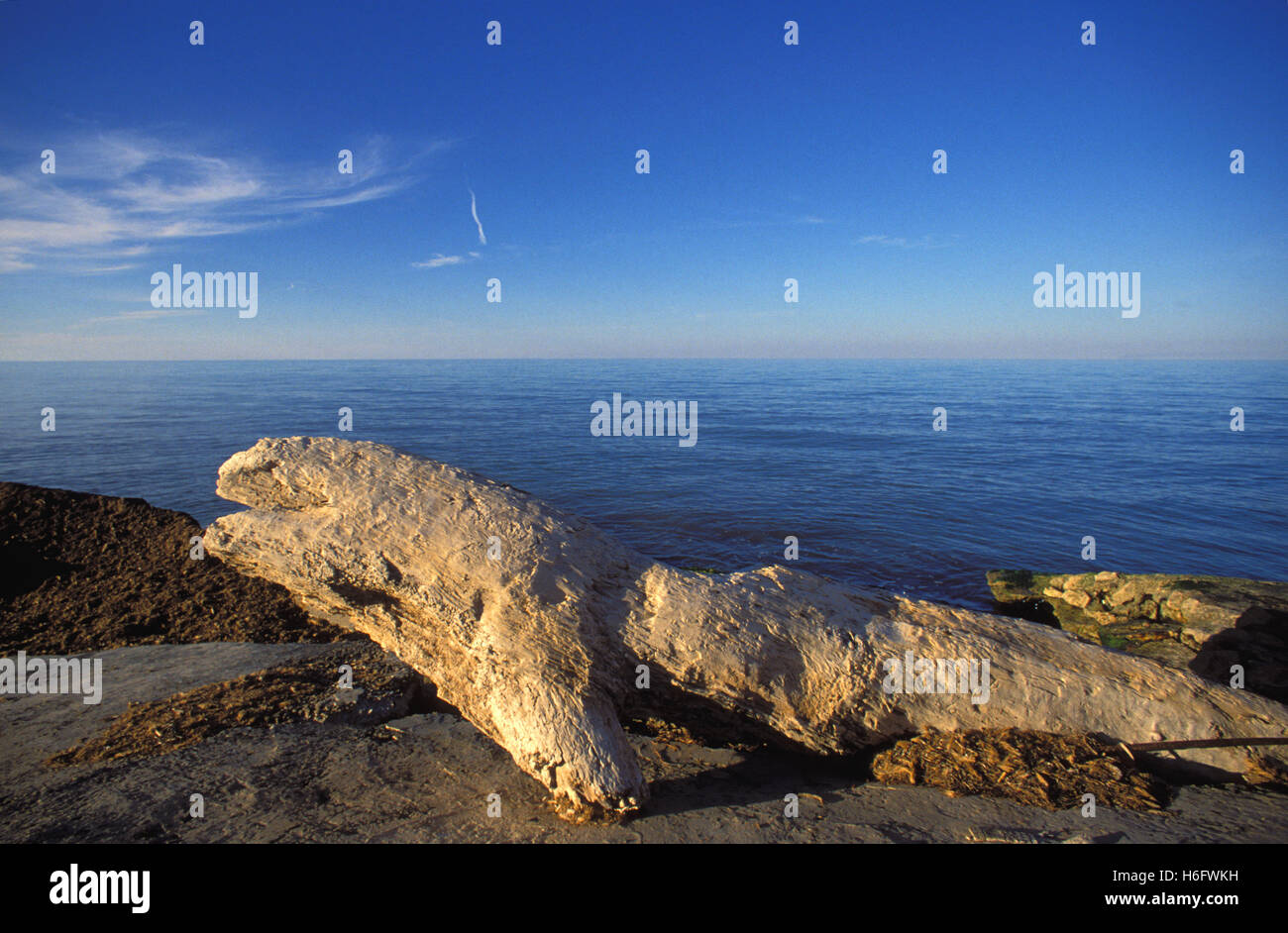 Tunisia, Jarbah Island, driftwood at the north-easter coast. Stock Photo