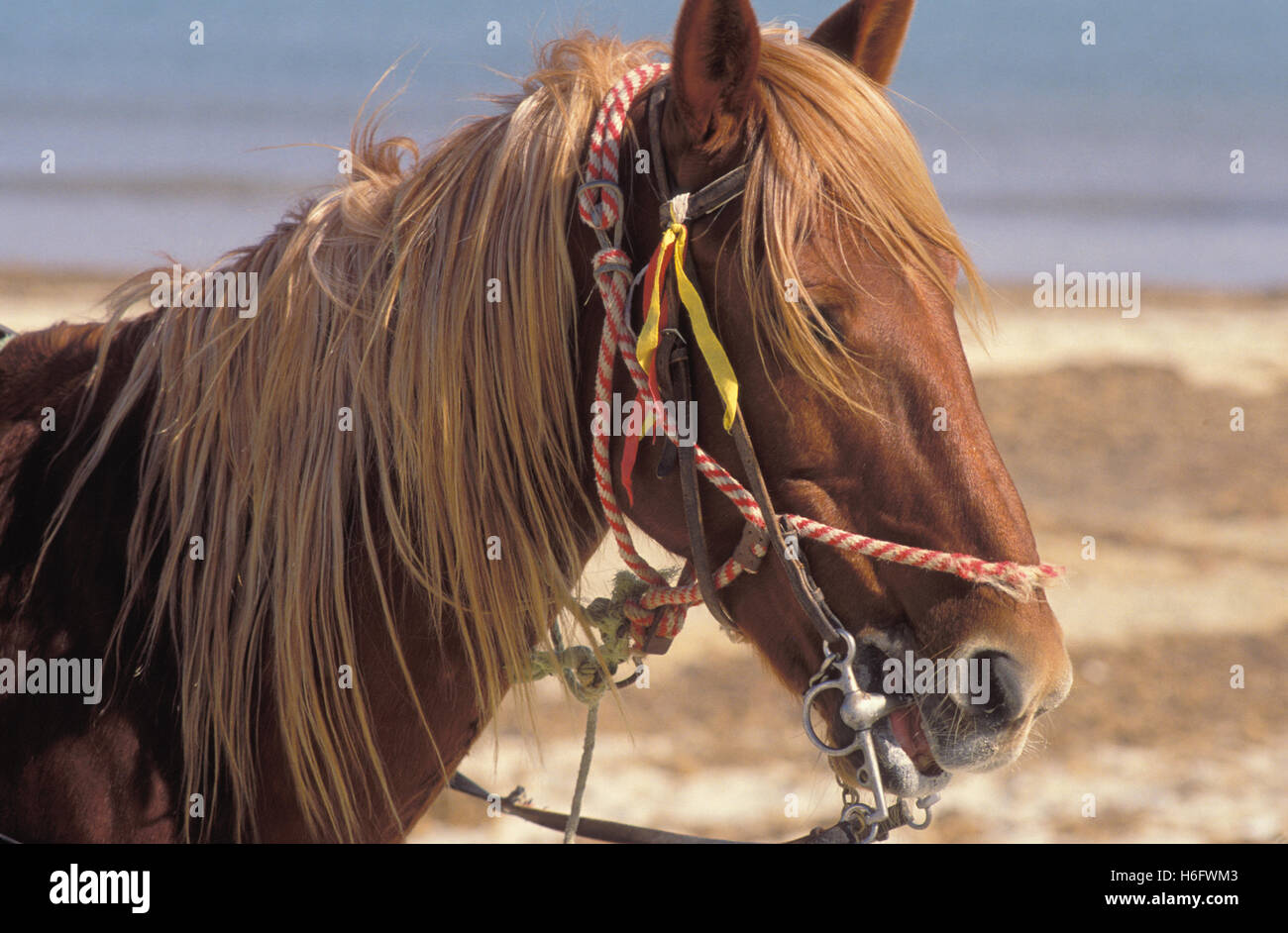 Tunisia, Jarbah Island, horse at the beach Sidi Mahrez. Stock Photo