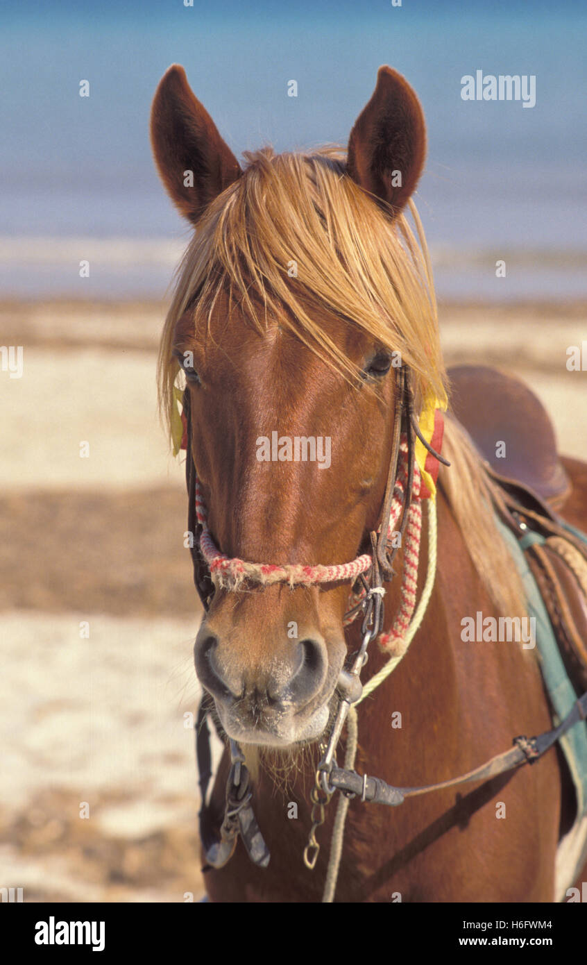 Tunisia, Jarbah Island, horse at the beach Sidi Mahrez. Stock Photo