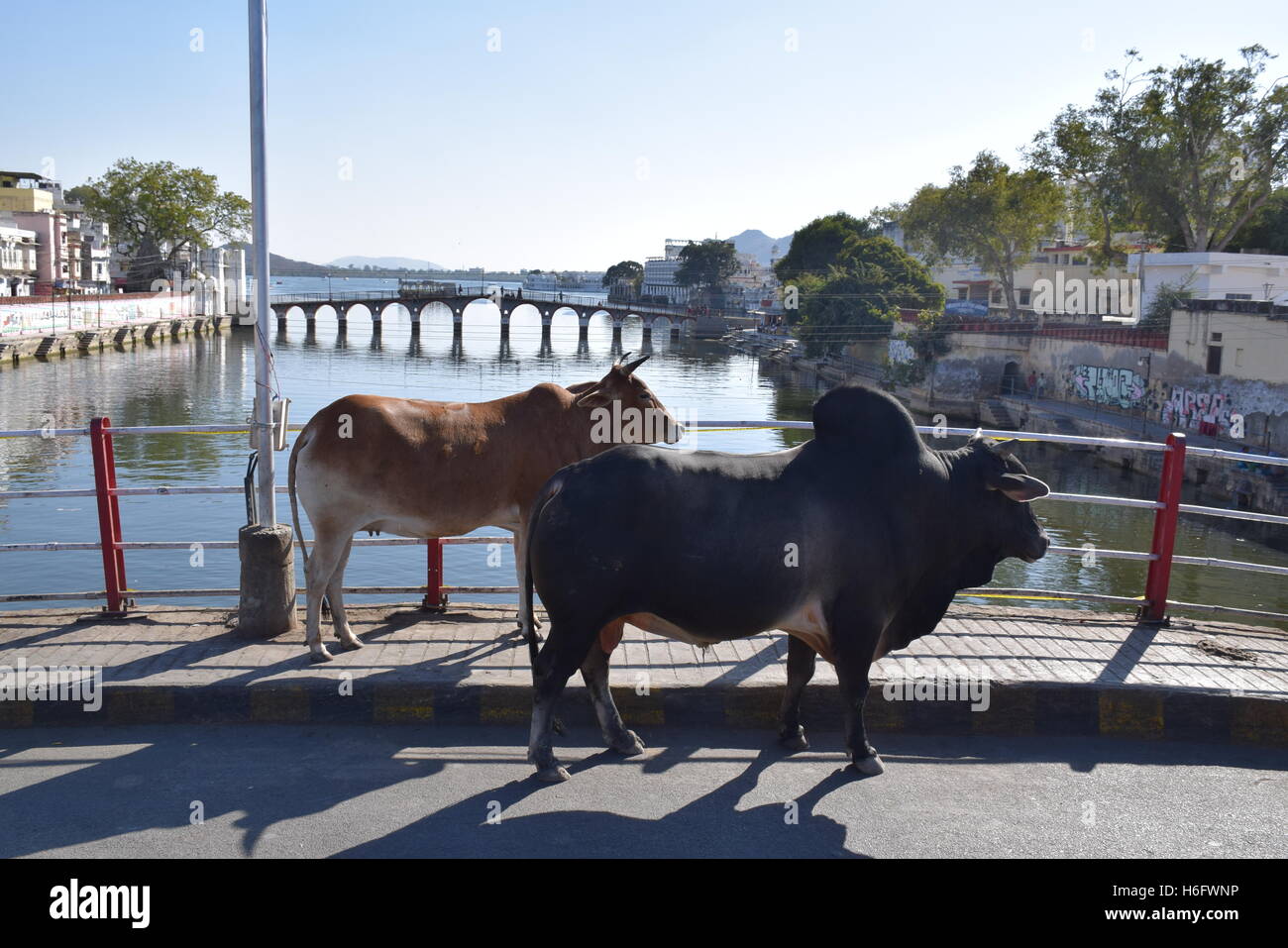 Two cows walking on a bridge in Udaipur, Rajasthan, India Stock Photo