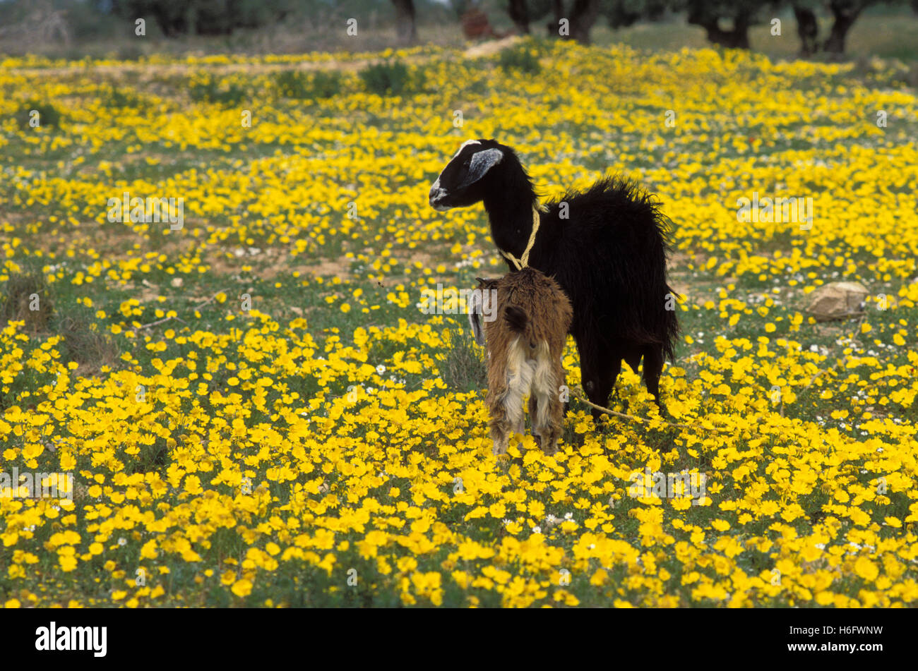 Tunisia, Jarbah Island, goats near Midoun. Stock Photo