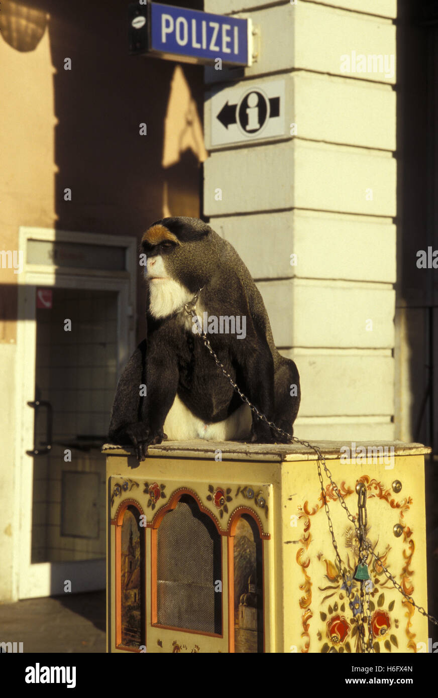 Germany, Trier, De Brazza's Monkey (lat. Cercopithecus neglectus) on a barrel organ. Stock Photo