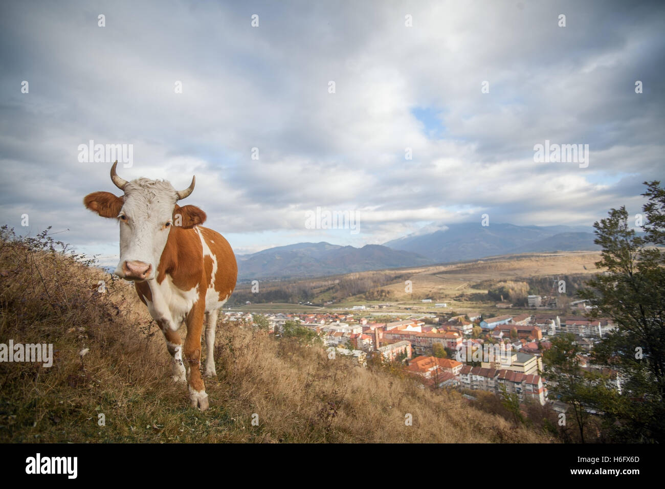 Holstein cow grazing on a field, with a cloudy sky. Stock Photo