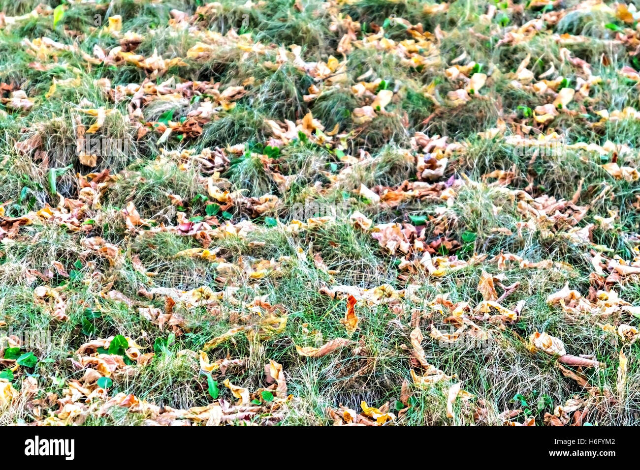 on green grass are dry leaves close up Stock Photo - Alamy
