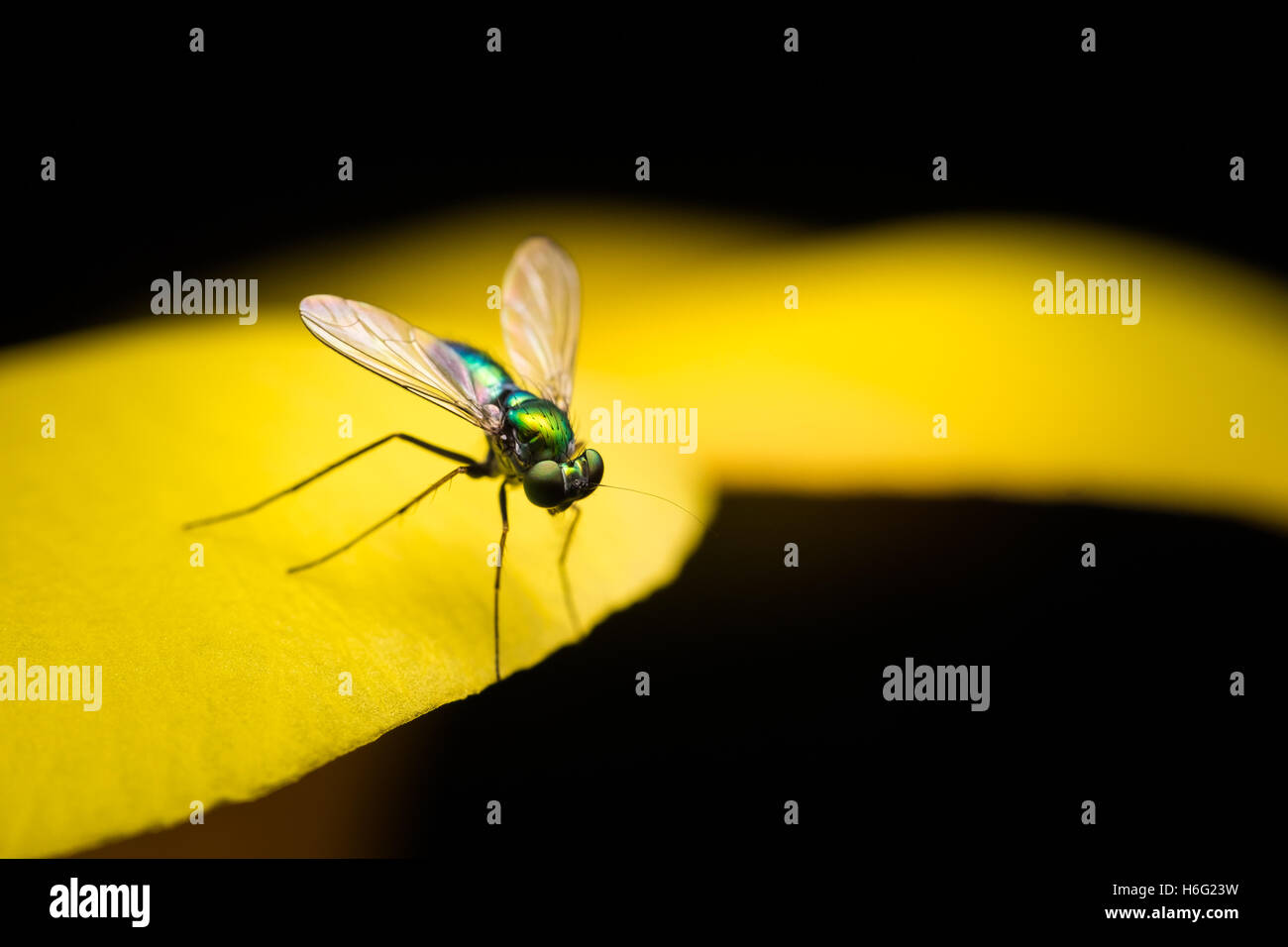 Green long legged fly resting on a yellow flower pedal Stock Photo