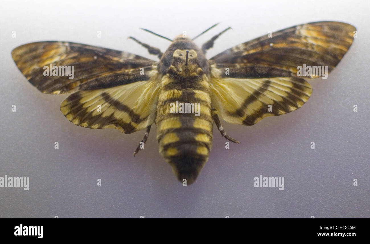 Deaths Head Hawk Moth pinned in a display. Stock Photo
