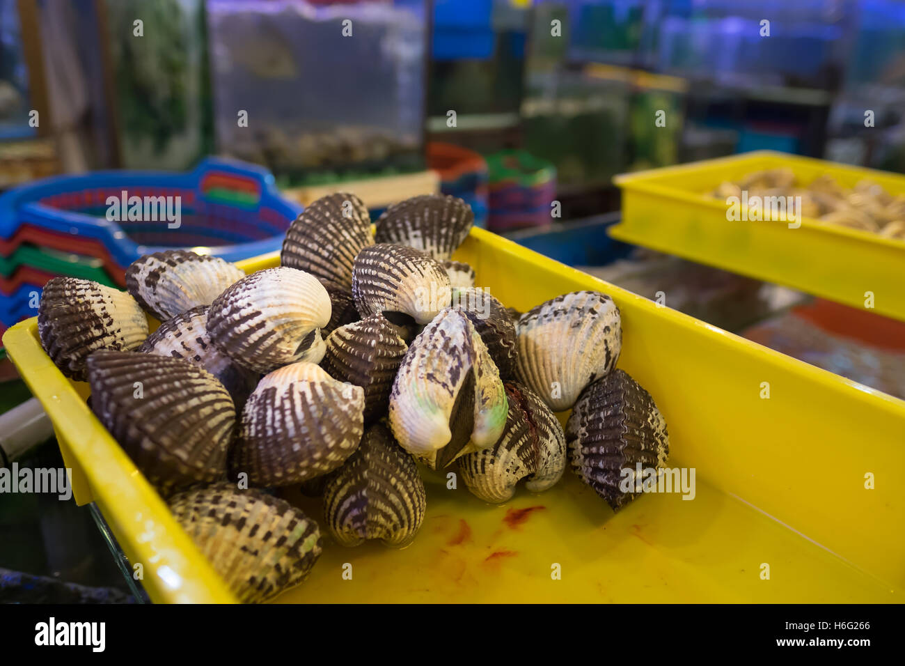Fresh live clams seen in the live seafood section of a restaurant Stock
