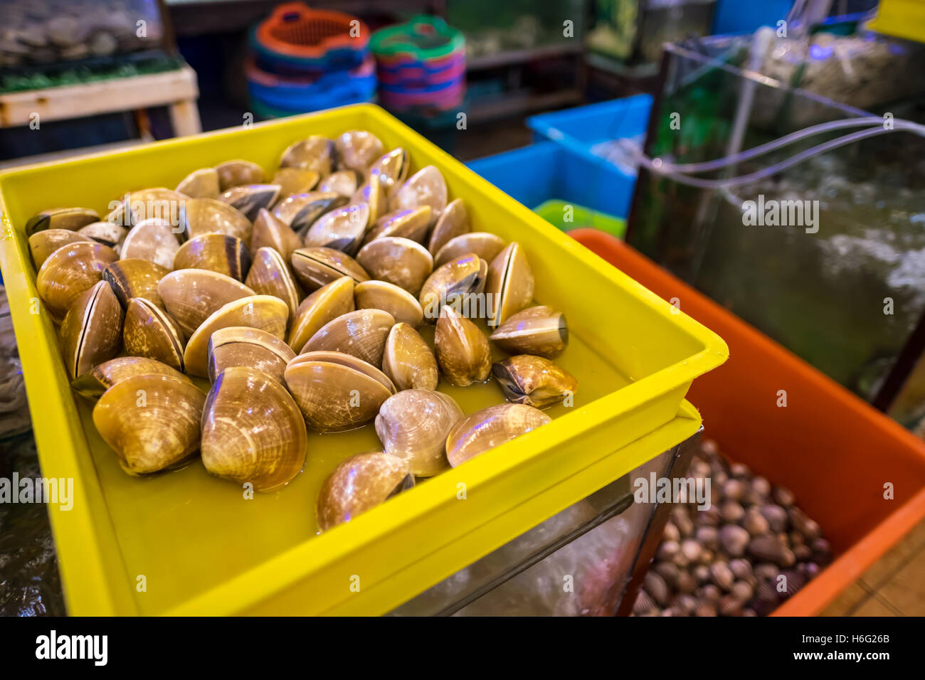 Fresh live clams seen in the live seafood section of a restaurant Stock